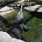 Gharial