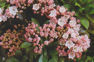Kalmien 5