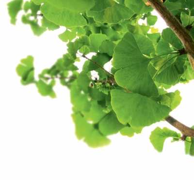gingko gingko