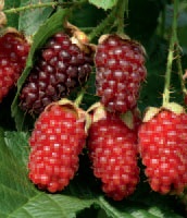 Rubus