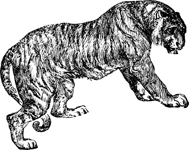 MMX: Year of the tiger