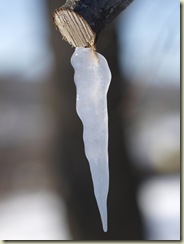Icicles_2728
