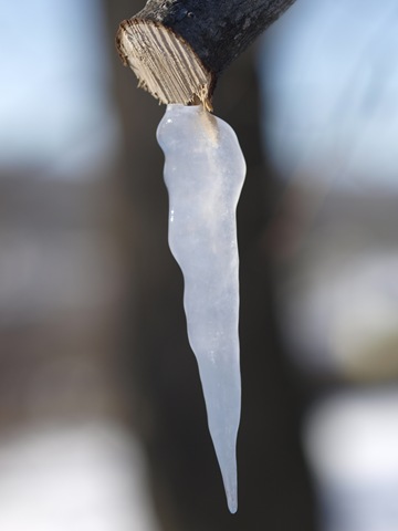 [Icicles_2728[2].jpg]