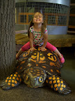 Fuzzy on the painted turtle by the beaver dam