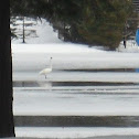 Trumpeter Swan