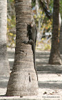 Iguane sur un arbre