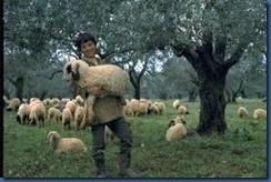 shepherd shepherd