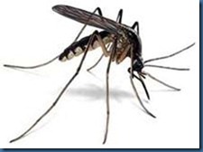 mosquito mosquito