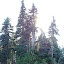 Backlit trees