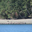 Seals sunning on Eagle Island Seals sunning on Eagle Island