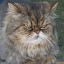 Unique feline visitor at Olga