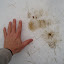 Bear print in snow. My hand is six inches from the tip of my thumb to the tip of my middle finger, so this print is about ten inches long. Bear print in snow. My hand is six inches from the tip of my thumb to the tip of my middle finger, so this print is about ten inches long.