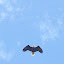 Eagle overhead!