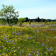 Wildflowers in the prairie Wildflowers in the prairie