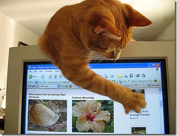web designer for cat web designer for cat