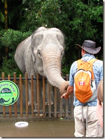 Me feeding the smaller of the three Asian elephants (click to enlarge)