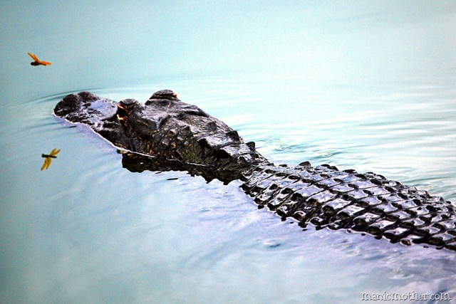 [gator7.jpg]