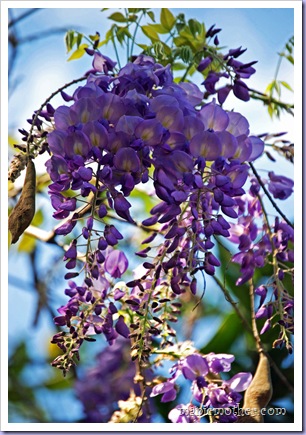 wisteria