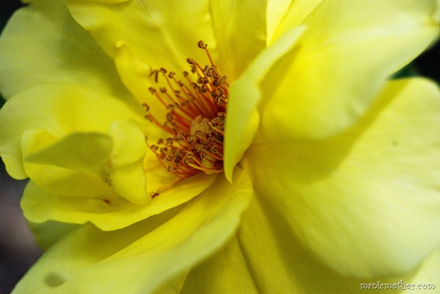 [yellowrose8.jpg]