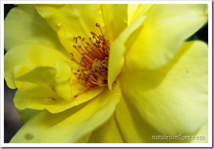 yellow rose