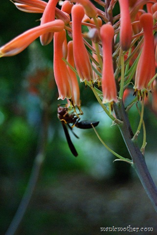 [wasp10.jpg]