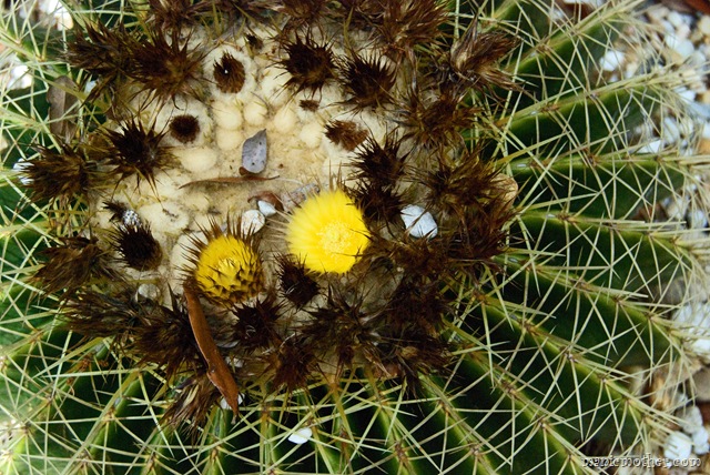 [cactus6.jpg]