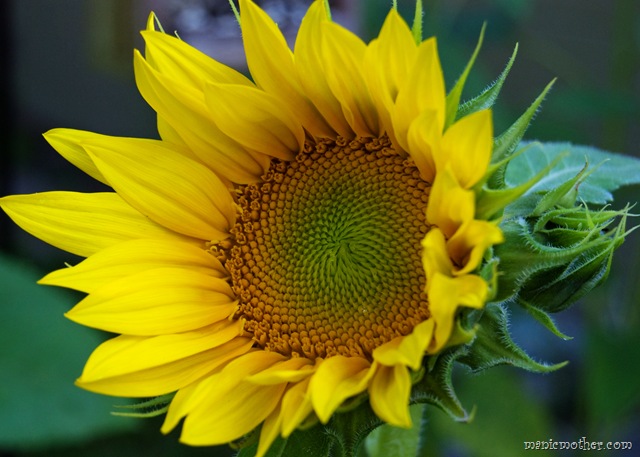 [sunflower210.jpg]