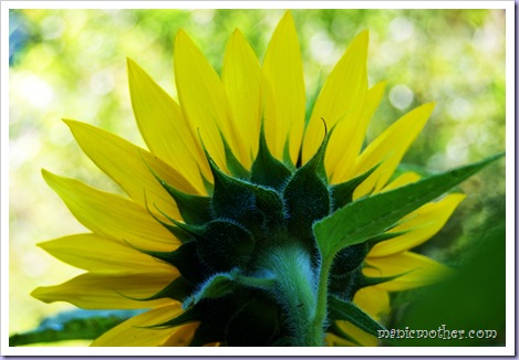 sunflower4