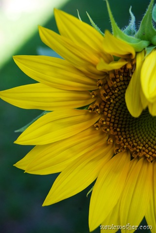 [sunflower57.jpg]