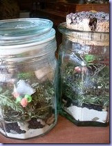 terrrariums 112