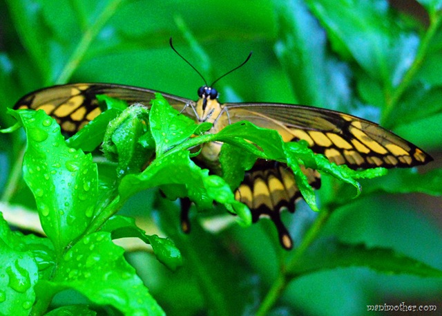 [butterfly75.jpg]