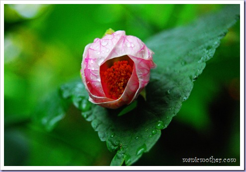 pinkflower