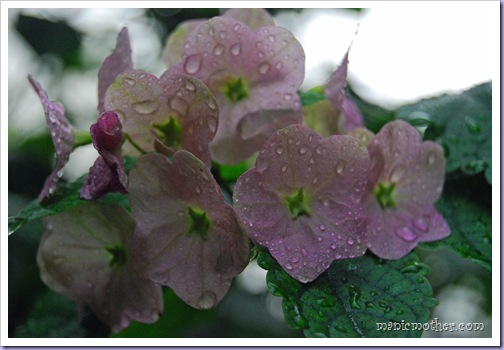 pinkflowers