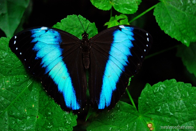 [butterfly38.jpg]