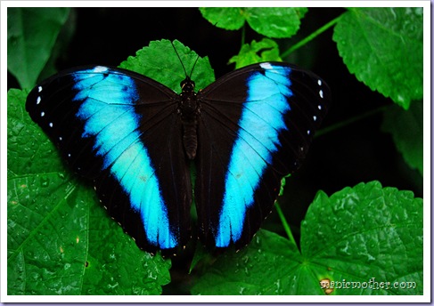 butterfly3