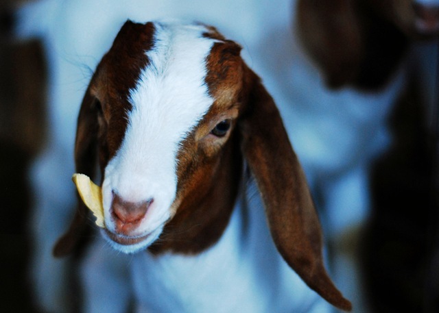 [babygoat5.jpg]