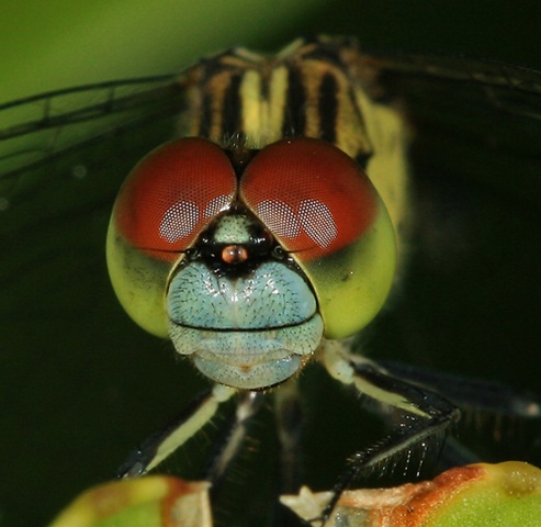 [macrodragonflyheadthumb500x4874.jpg]