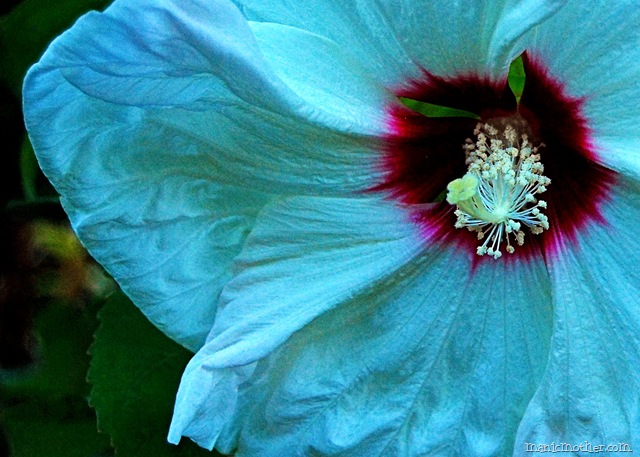 [whitehibiscus1[9].jpg]
