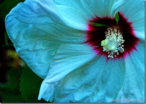 whitehibiscus1