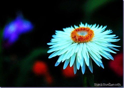 whitestrawflower1