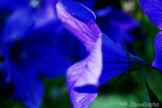 [flower211.jpg]