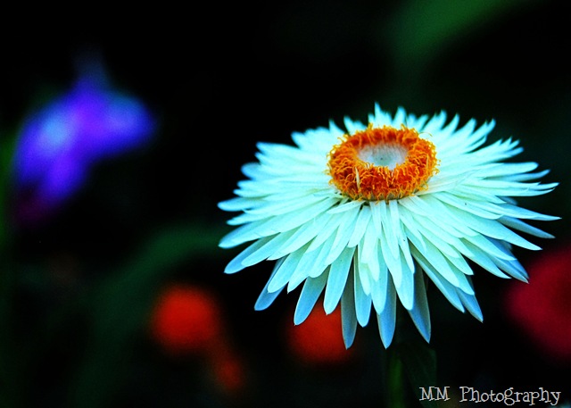 [whitestrawflower19.jpg]