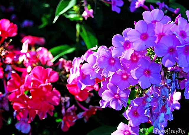 [pinkflower18.jpg]