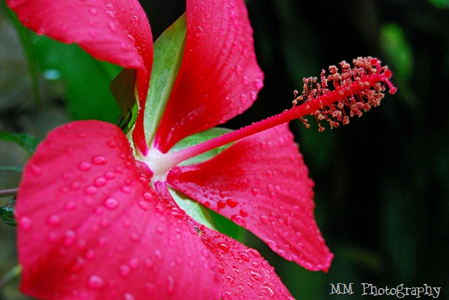 [hibiscus9.jpg]