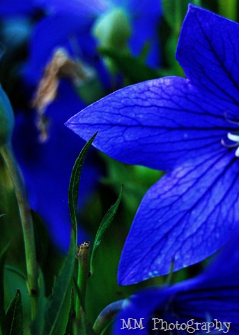 [blueflower[9].jpg]