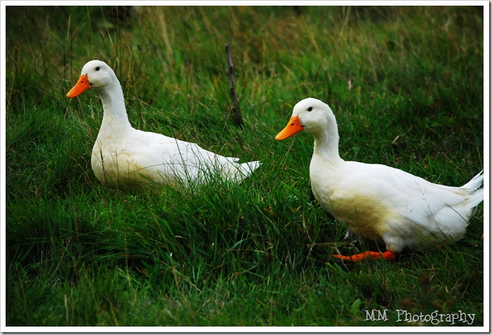 barnducks