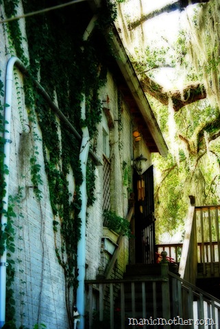 [micanopy06413.jpg]