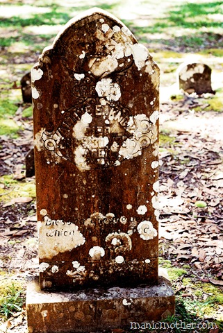 [micanopy225z3.jpg]