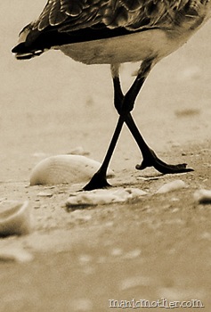 birdlegs copy copy