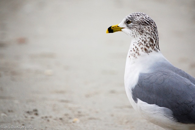 [seagull[7].jpg]